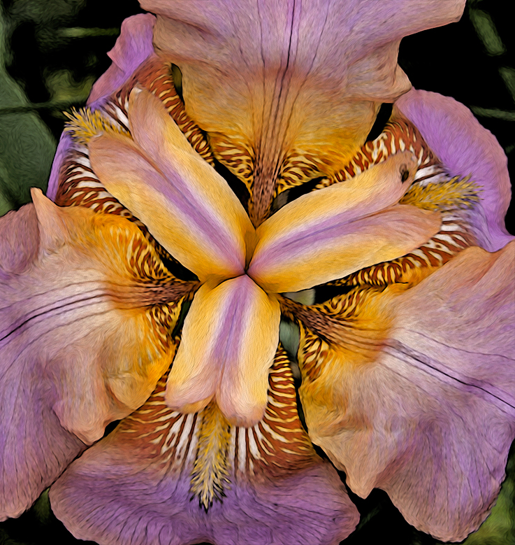 an iris at 3 Dog Acres on 8 May 2014