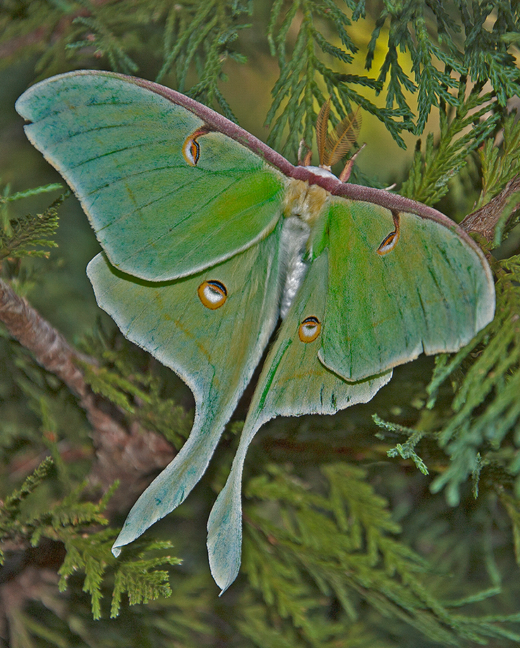 luna moth photographed on 26 july 2013 at Crow's Cottage