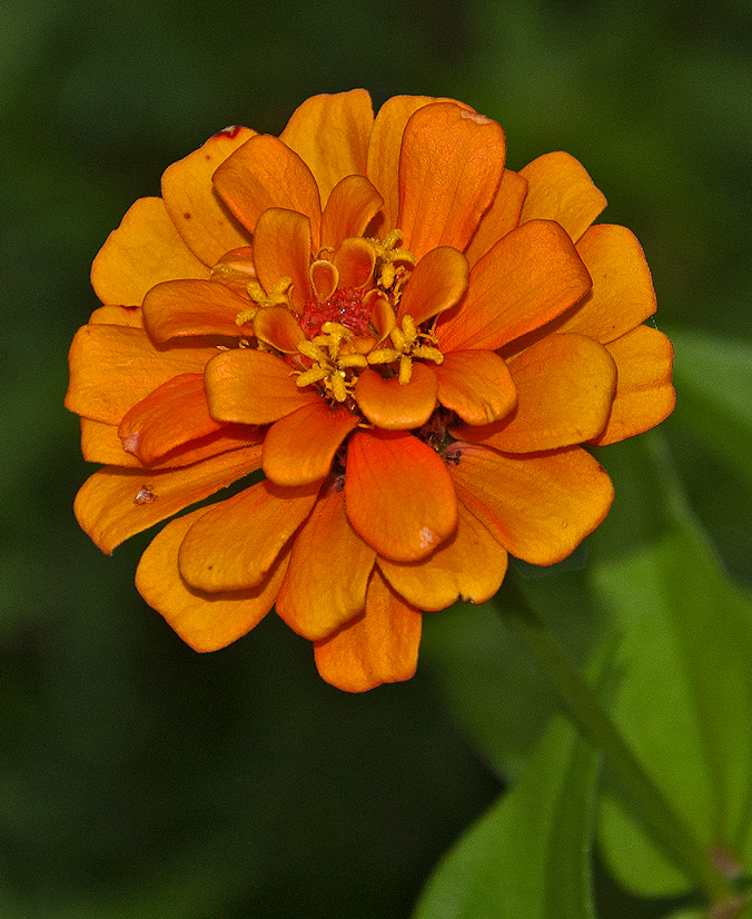zinnia  flower