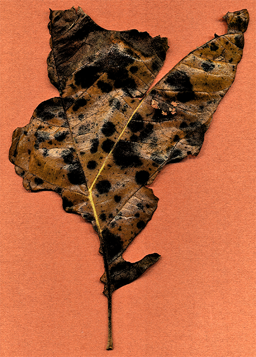 leaf of an oak at 3 Dog Acres on 2 October 2014