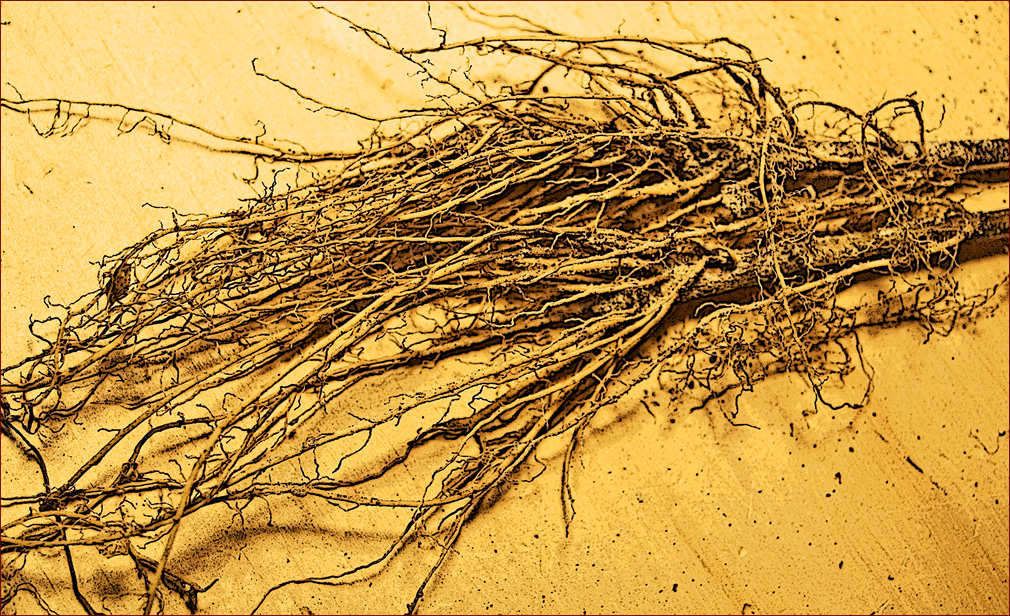 roots of a sapling