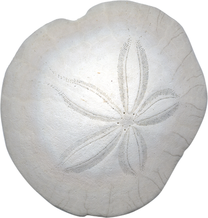 sand dollar found on the sands of the Pacific Ocean