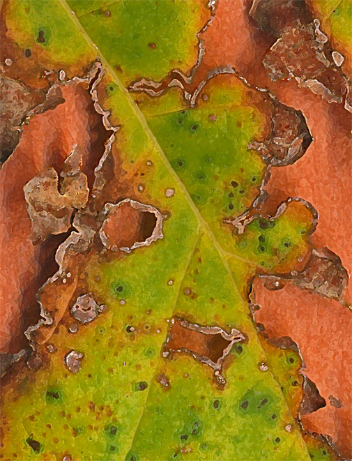 leaf of the sycamore at 3 Dog Acres on 2 October 2014