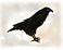 micro crow dingbat2
