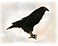 caw