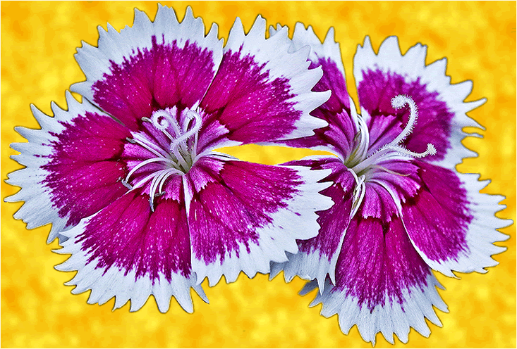dianthus and sun