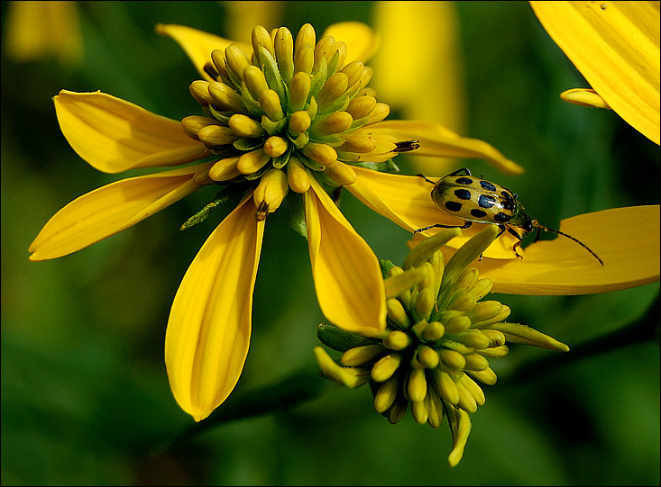Thinleaf Sunflower