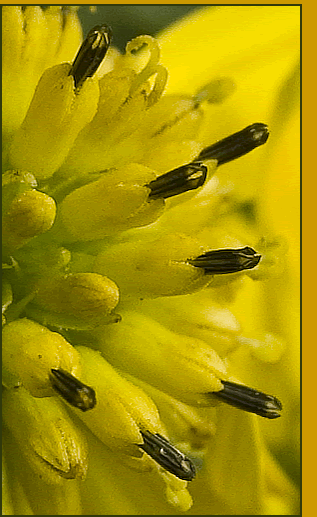 seeds and anthers
