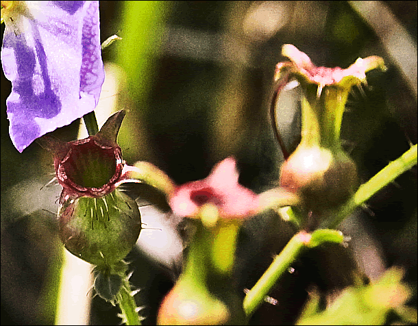 Thoreau's pitcher