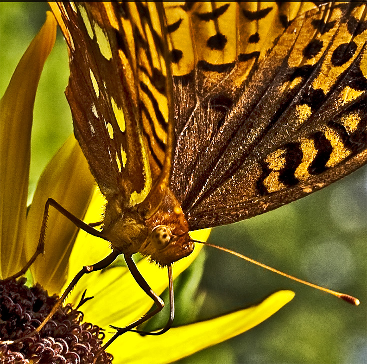 fritillary closeup