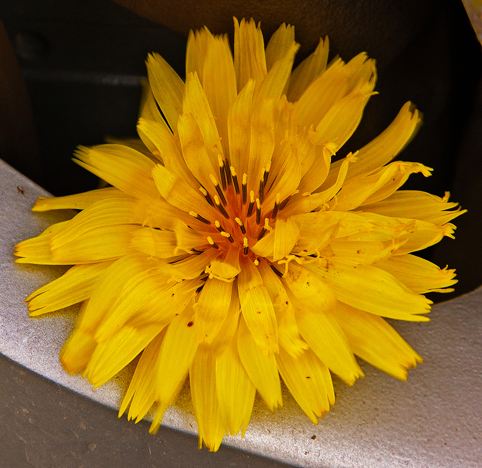 Prairie Dandelion