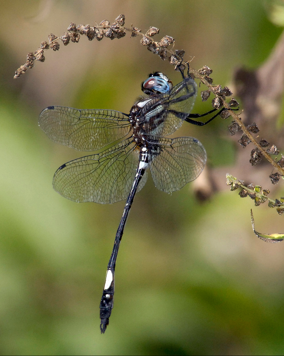 Pale-faced Clubskimmer