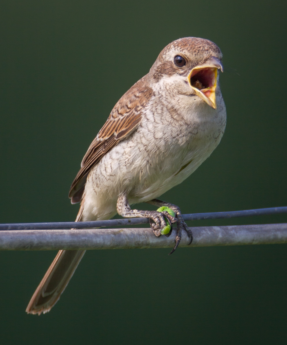 red-backed shrike a