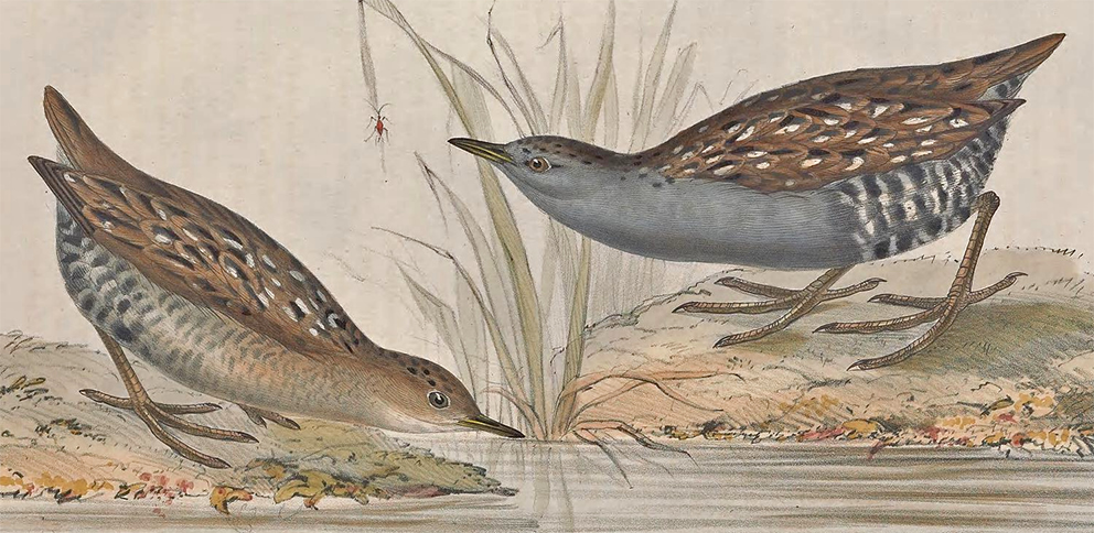 Baillon's Crake