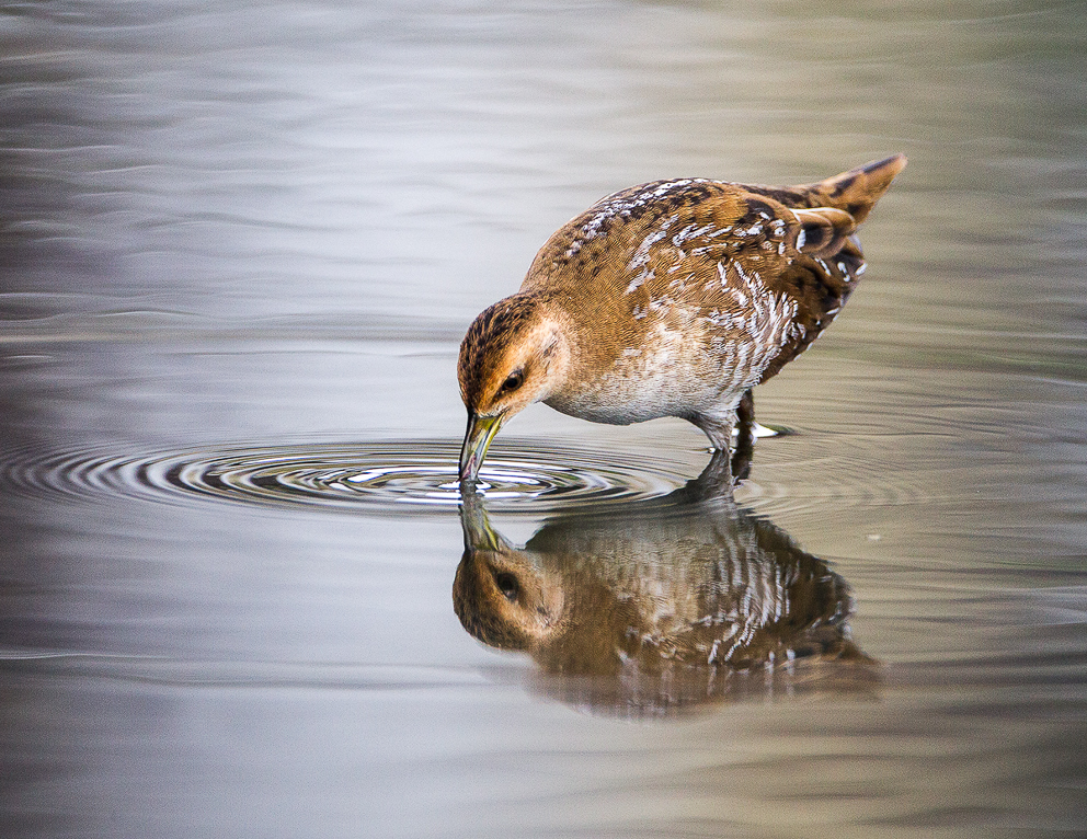 Baillon's Crake