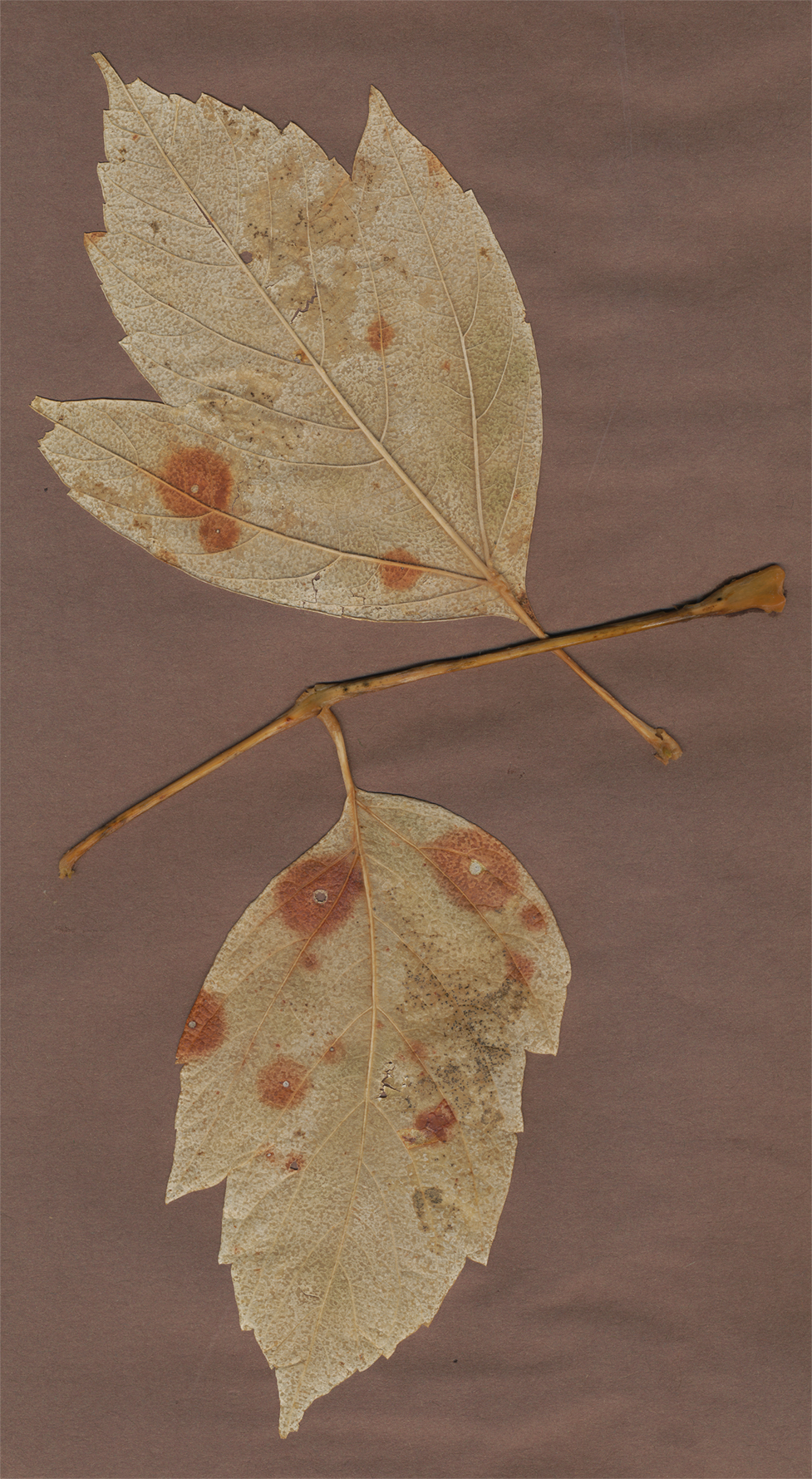albino leaf c 13 dec 21
