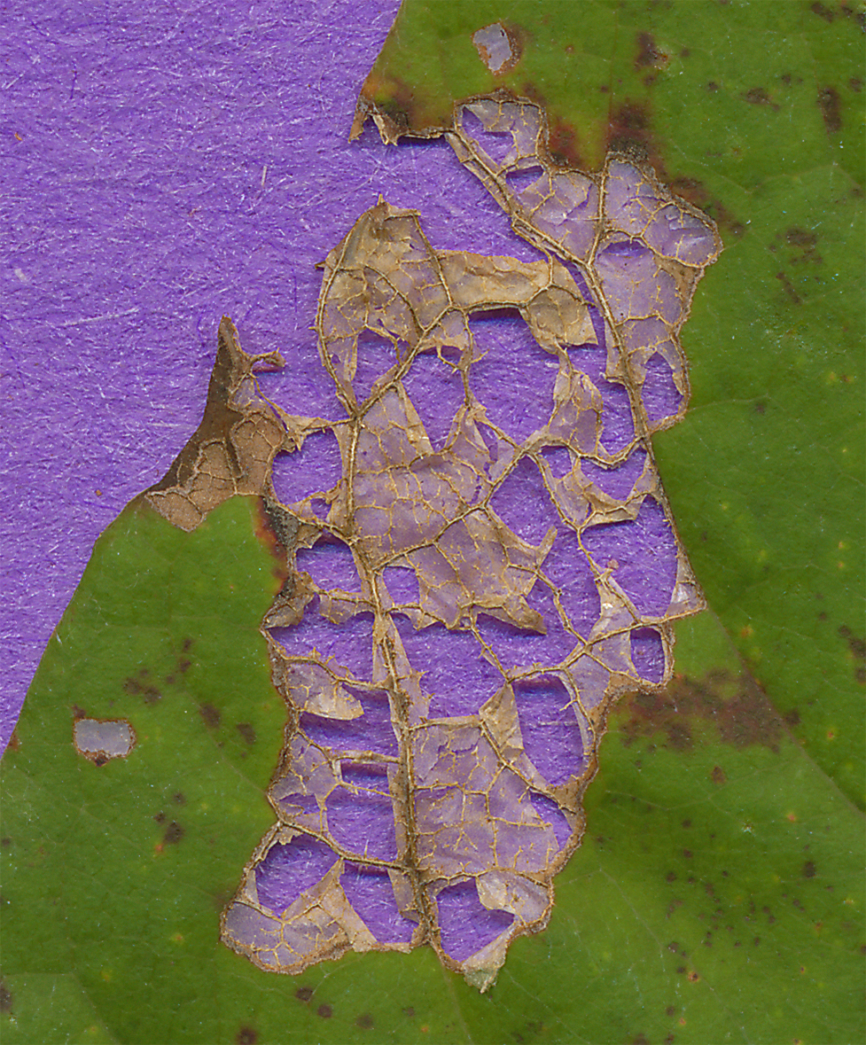 blackgum leaf a