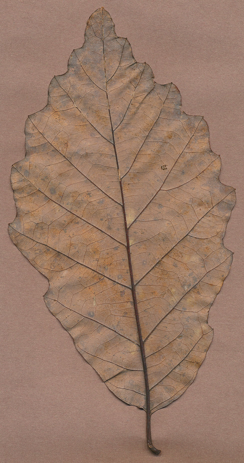 chinkapin oak leaf a