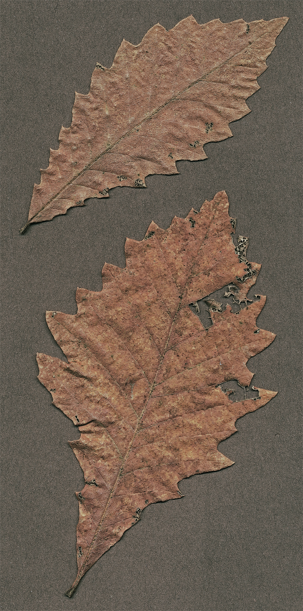 cow oak leaf 31 dec 21