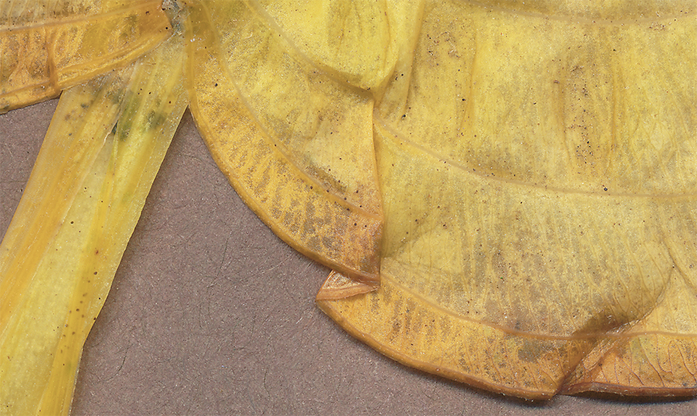 hosta leaf close-up