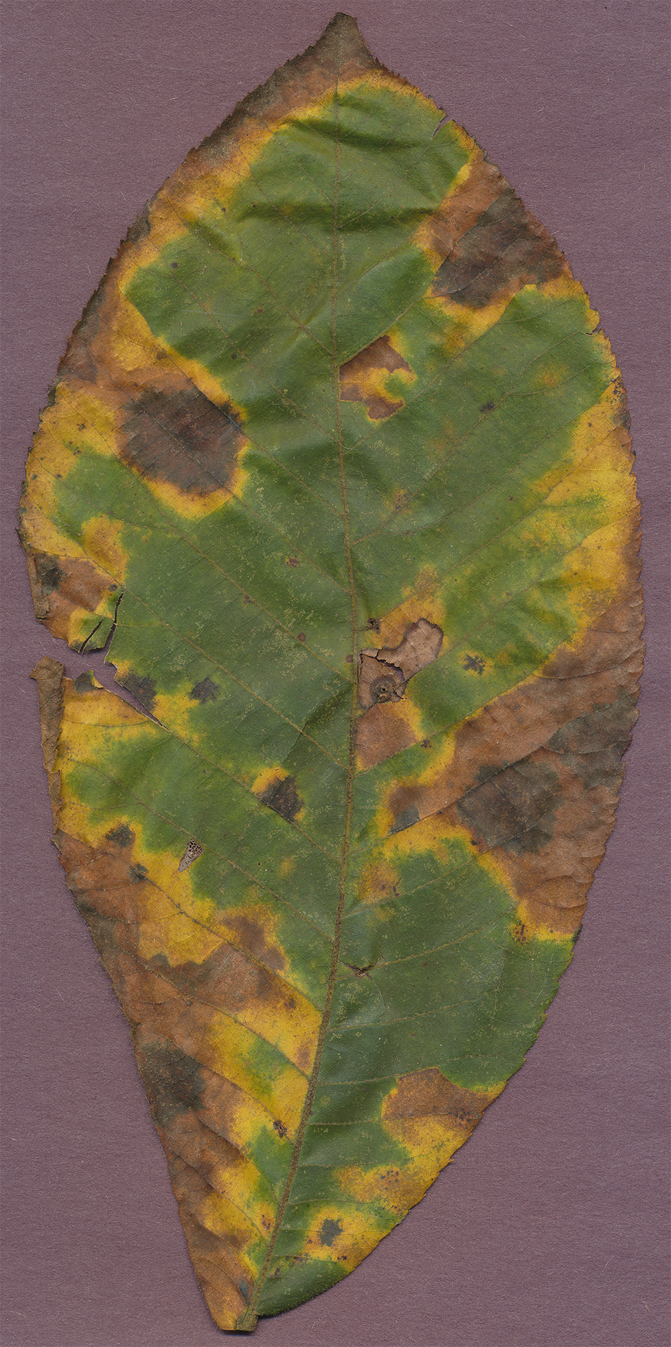 hickory leaf