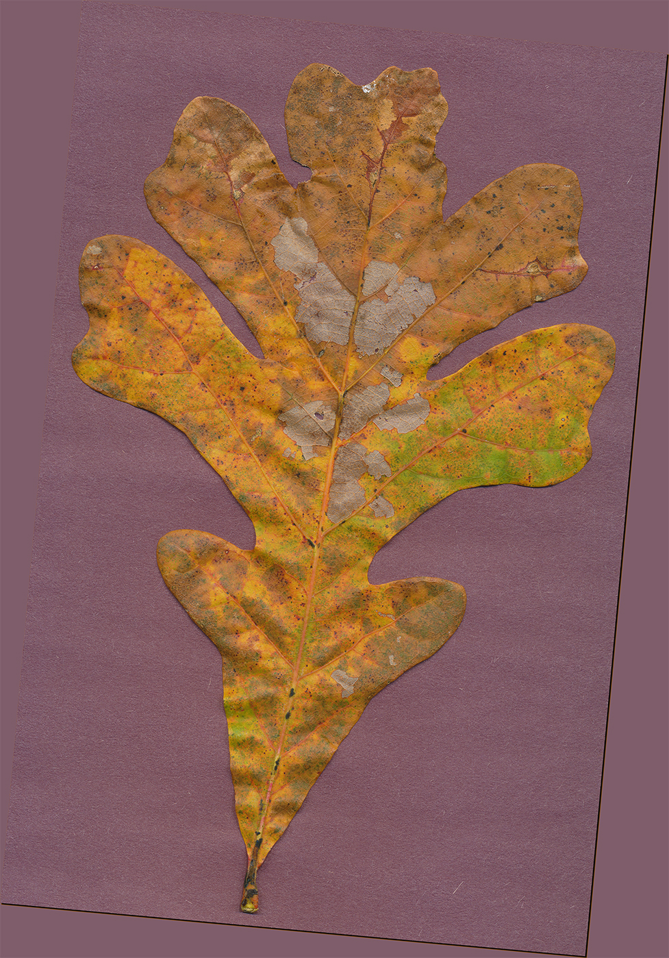 mossycup oak leaf