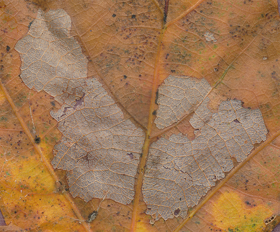 mossycup oak leaf closeup a