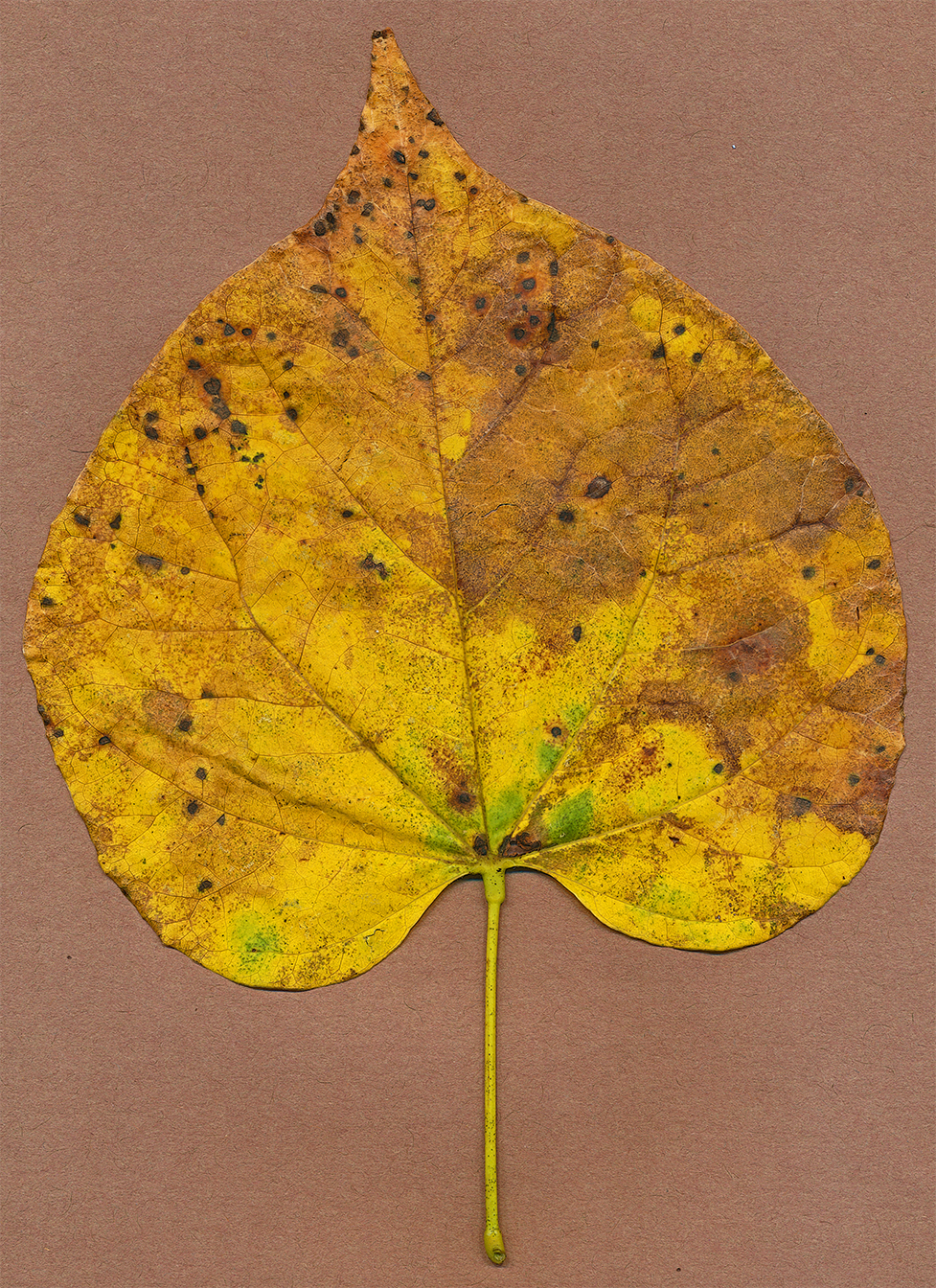 redbud leaf