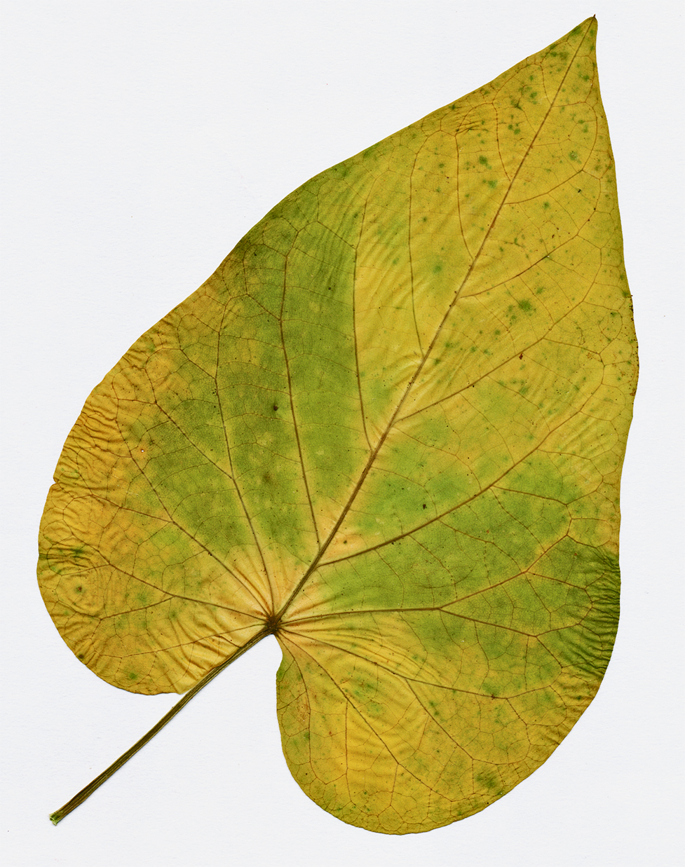 redbud leaf dry 28 dec 21