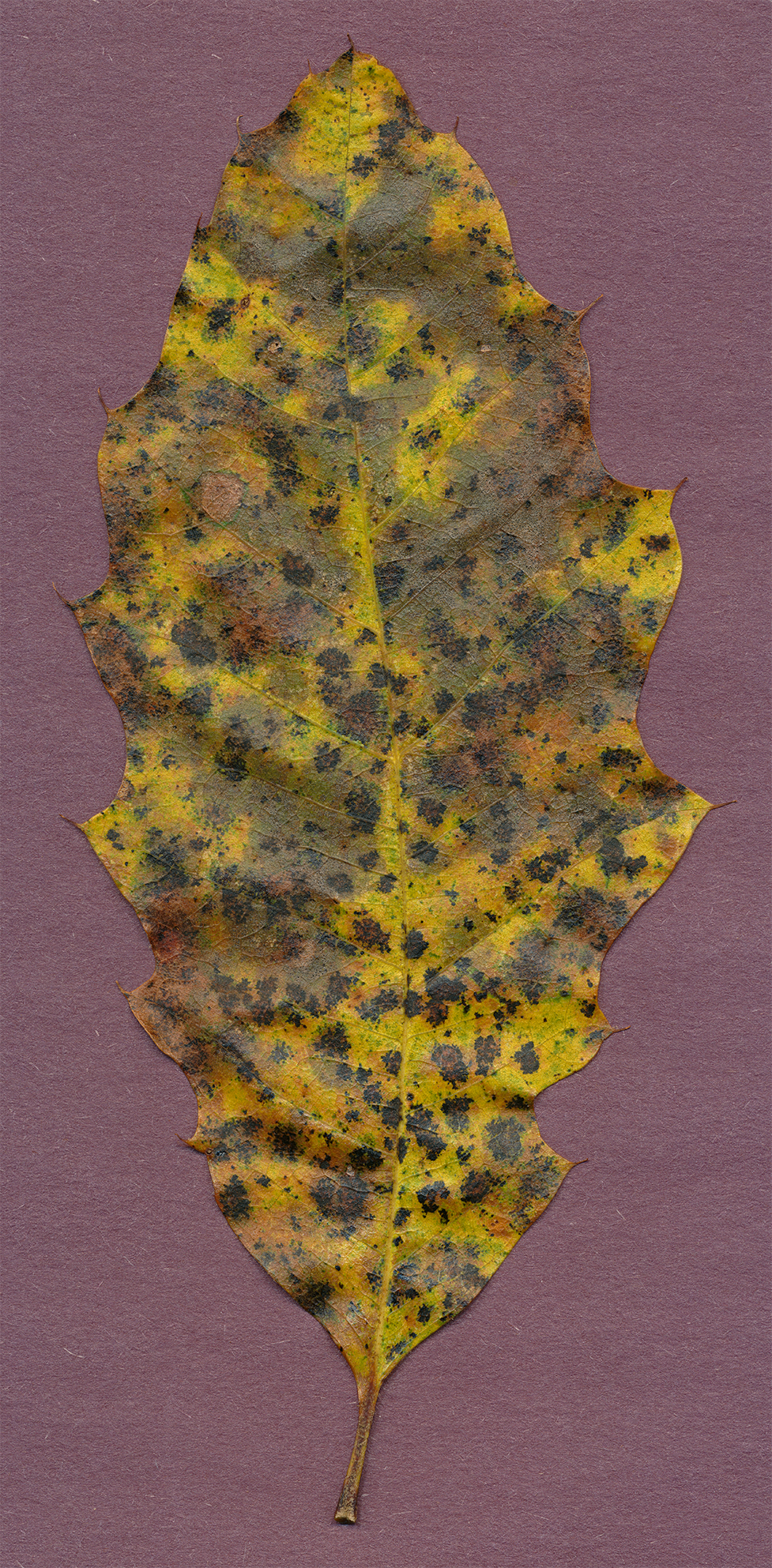 sawtooth leaf