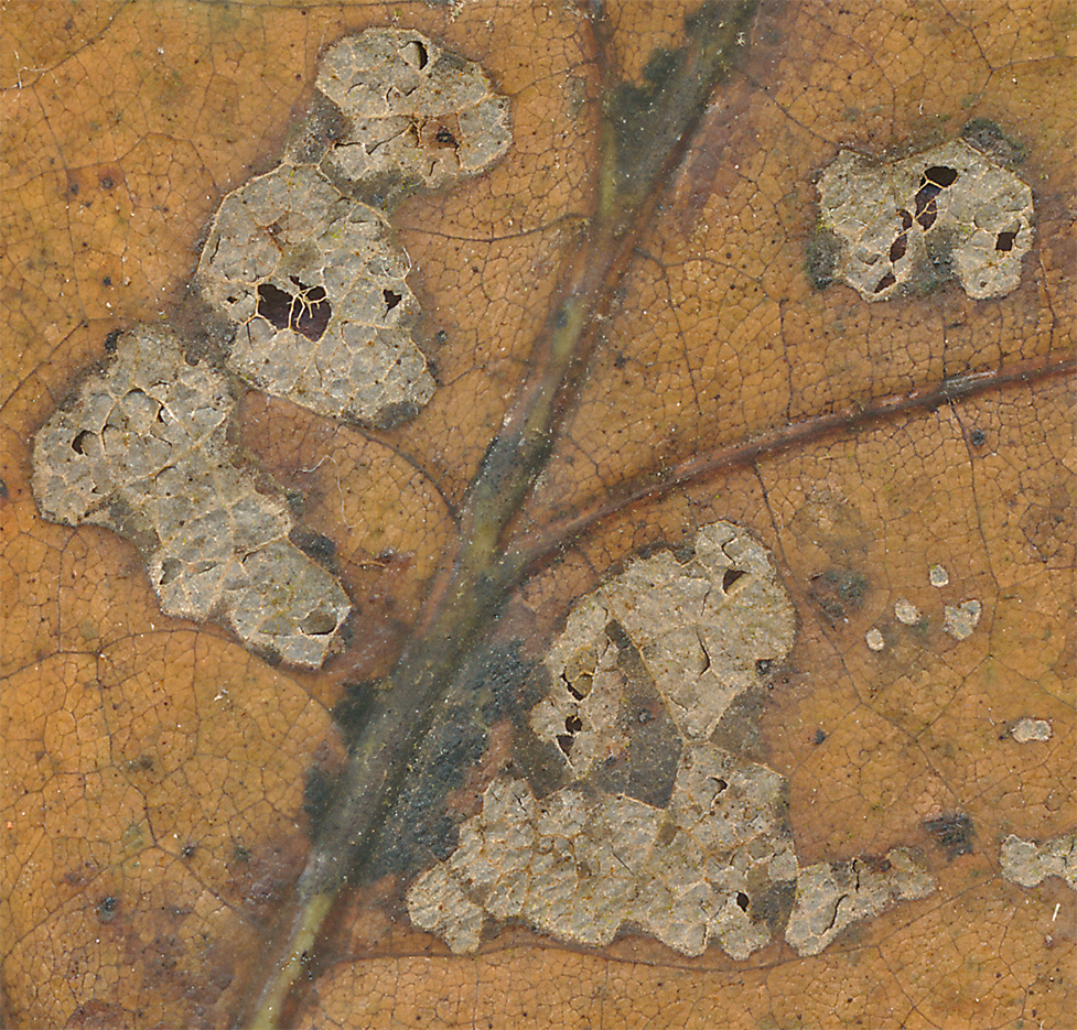 swamp white oak leaf a
