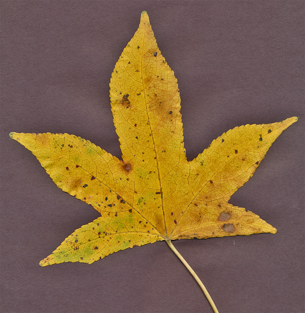 sweetgum leaf a