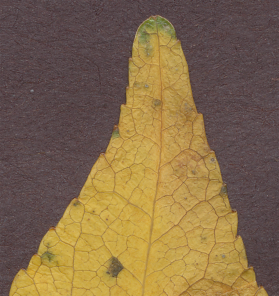 sweetgum leaf close-up