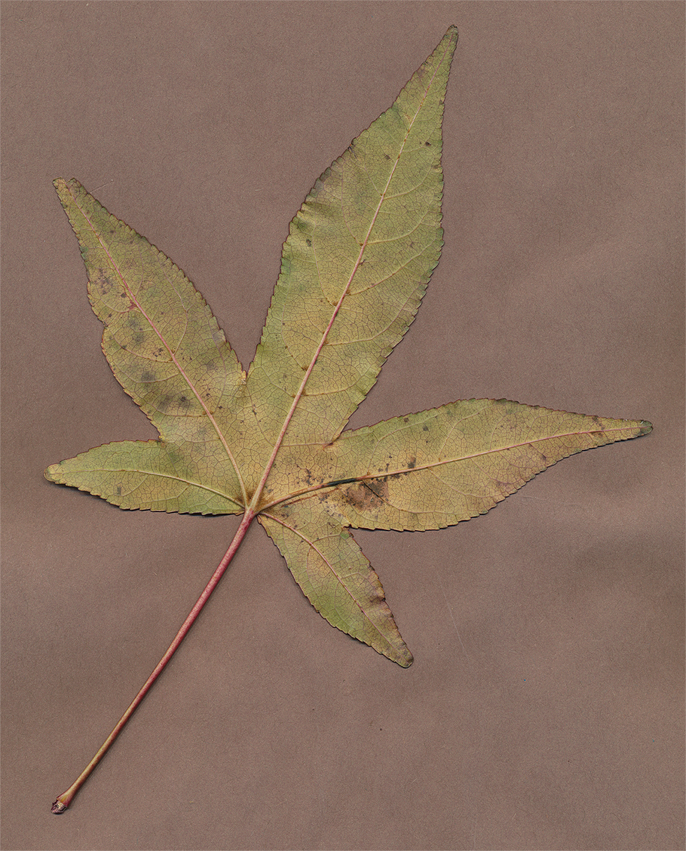 sweetgum leaf b