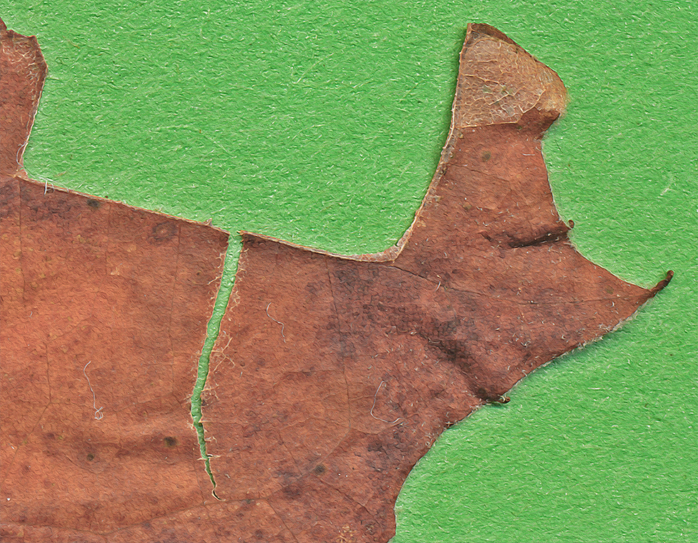 sycamore leaf a