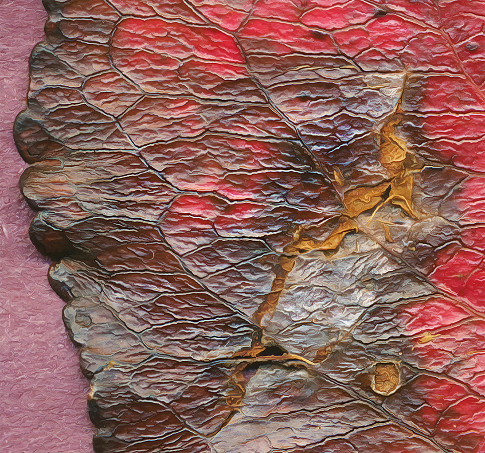 unidentified leaf close-up