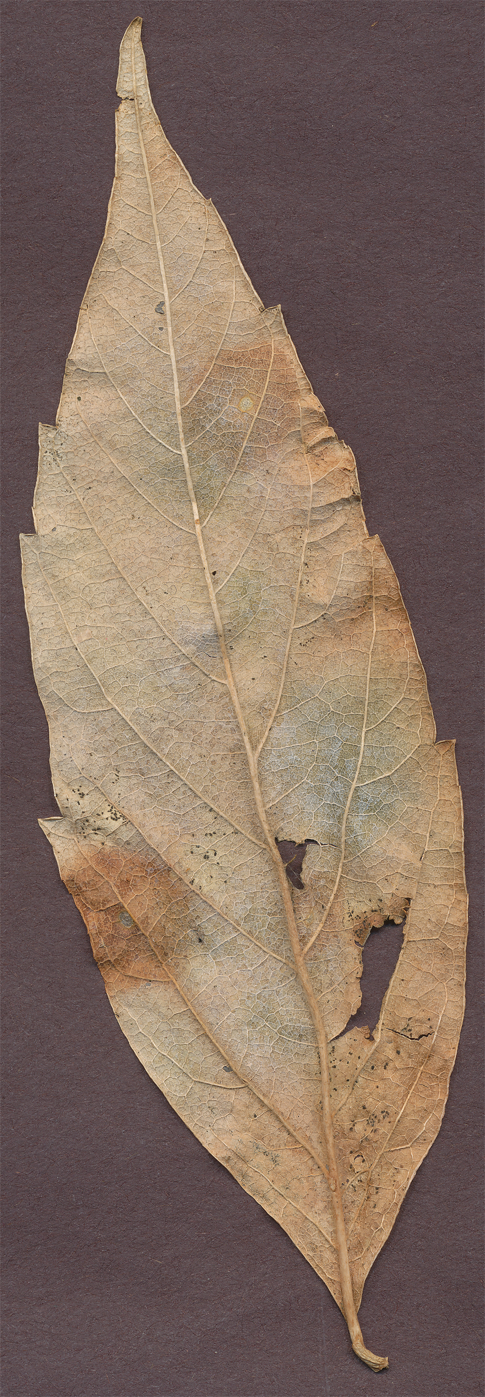 unidentified leaf a 13 dec 21