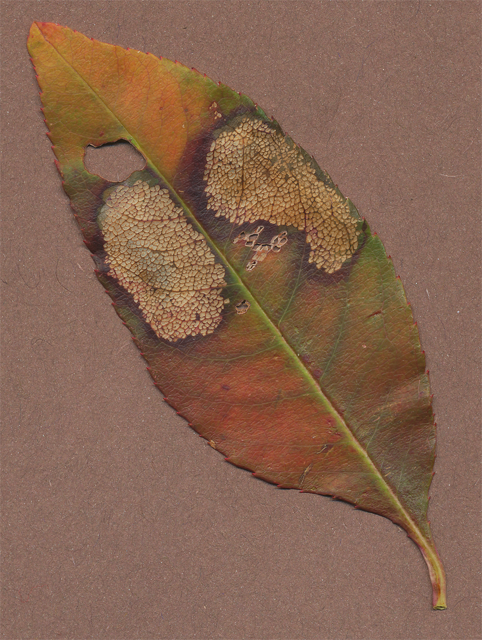 unidentified leaf 25 dec 21