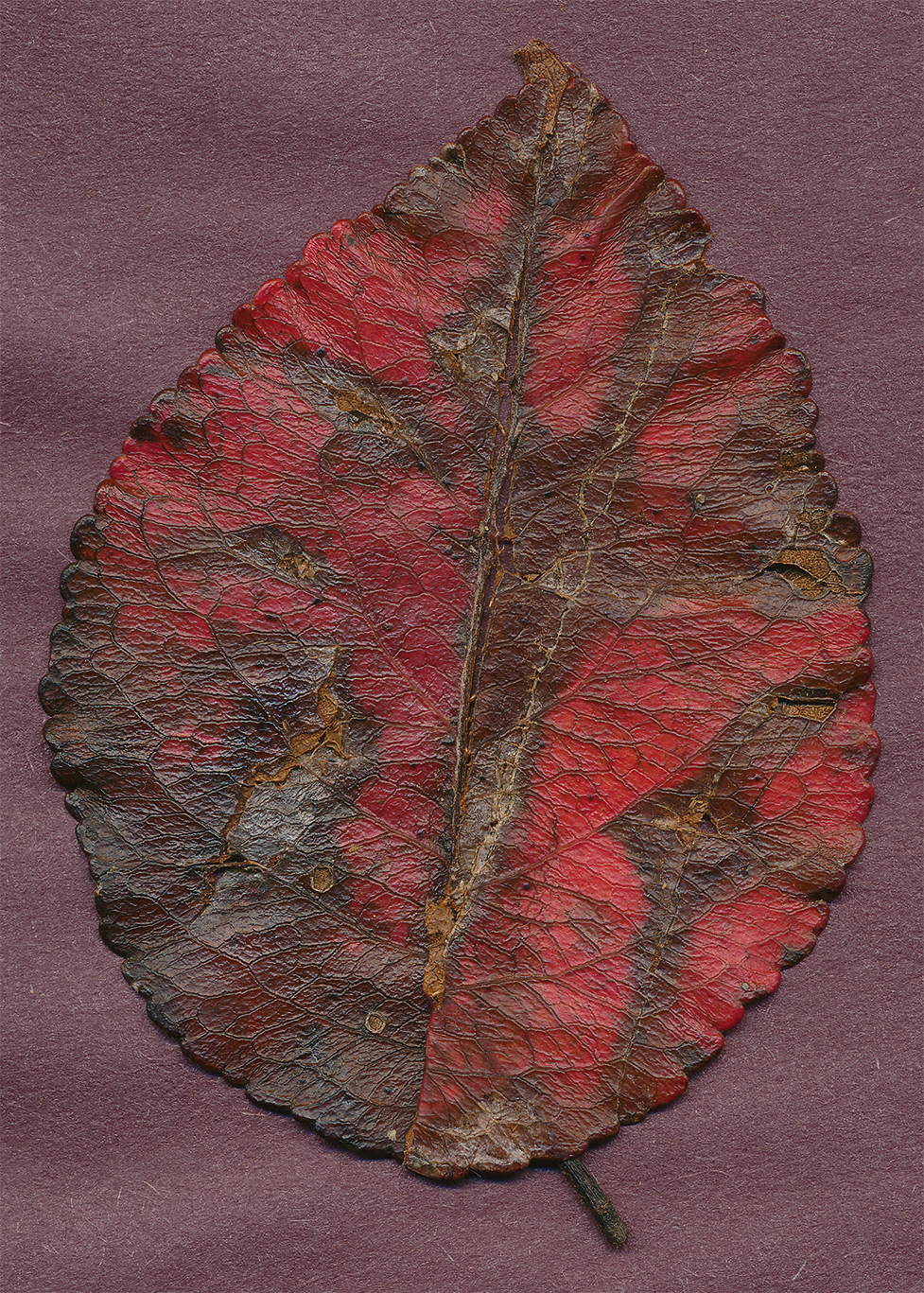 unidentified leaf close-up2