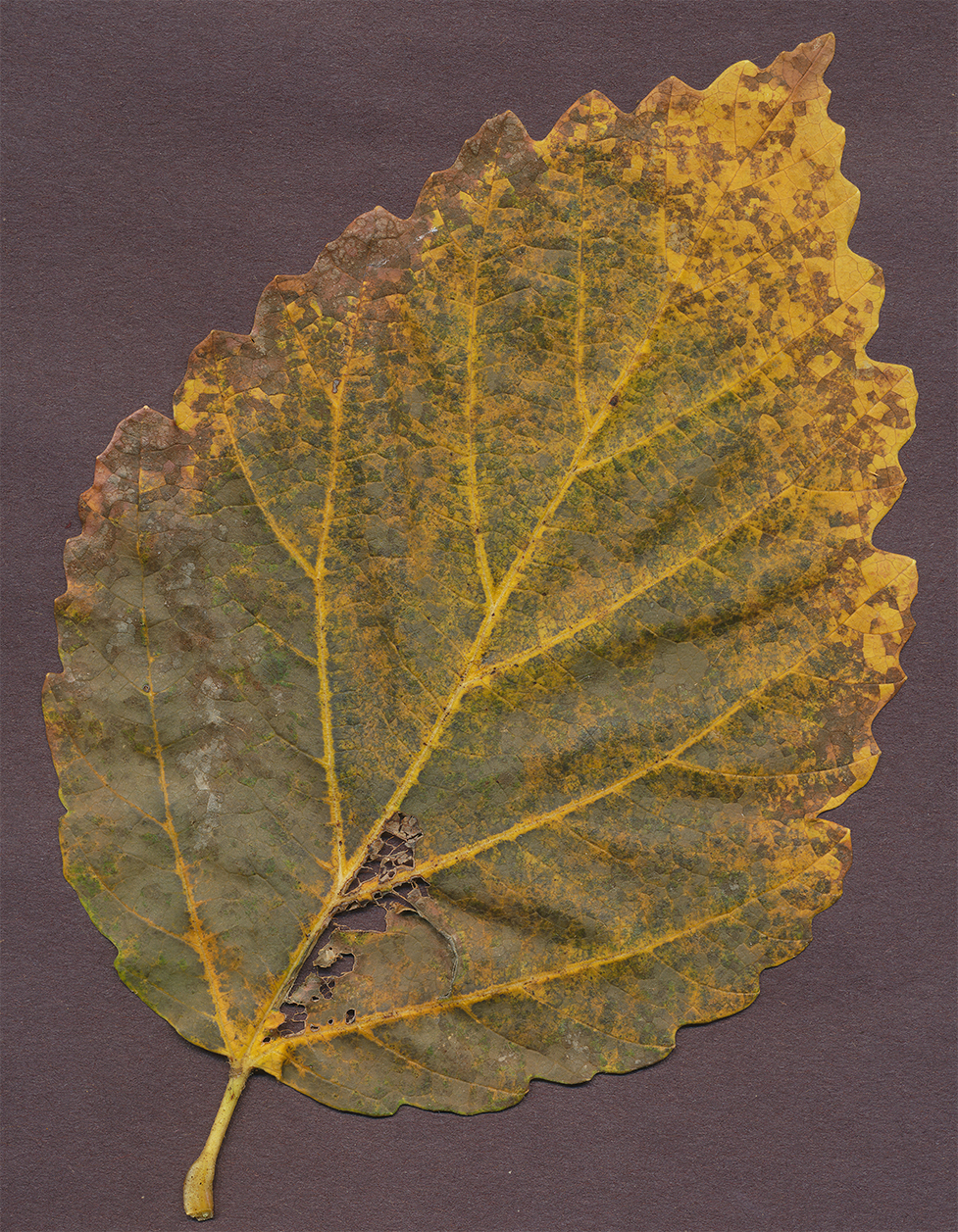 witchhazel leaf a