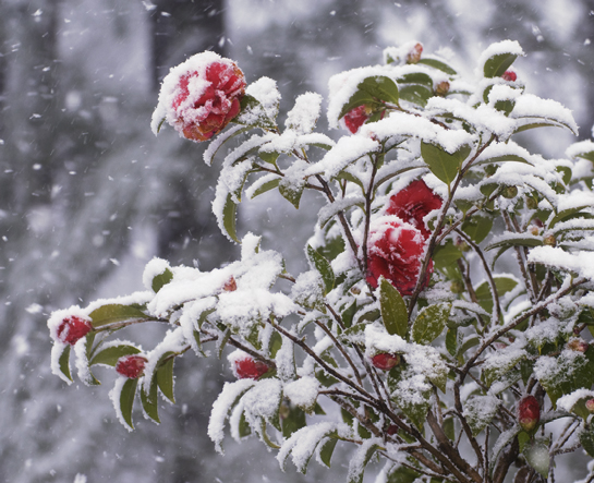 Camellia in the Snow