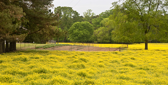 buttercups