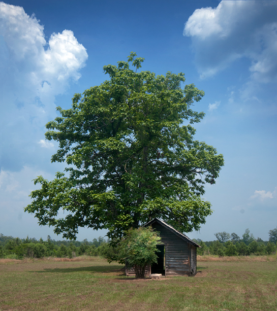 tall tree