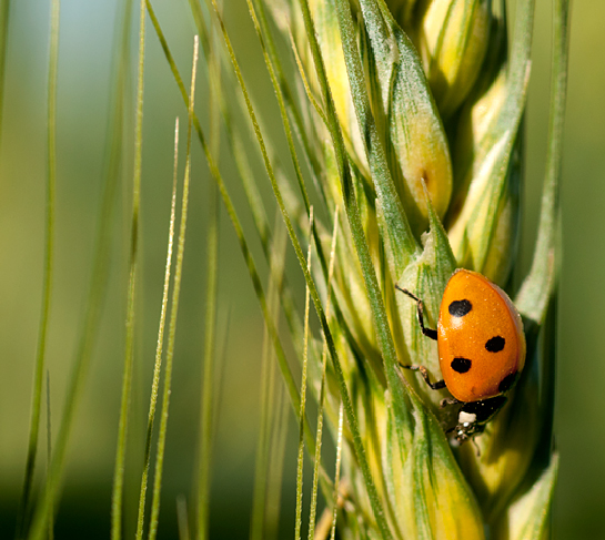 lady bug