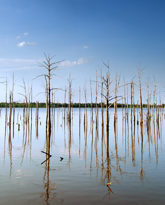 water and trees