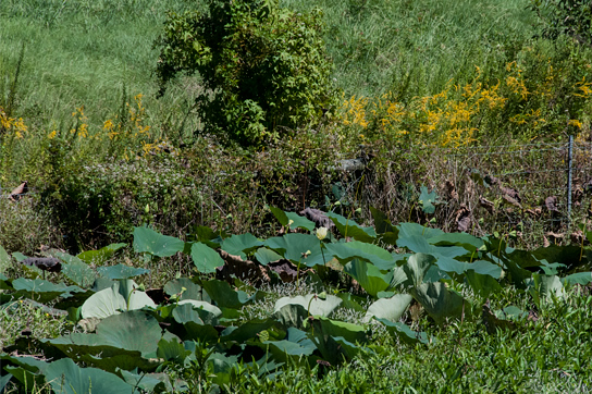 pond