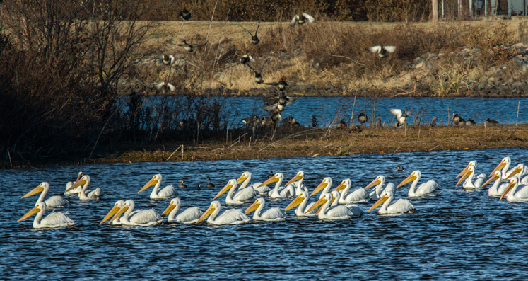 pelicans-b