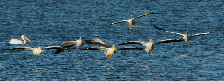 pelicans-c