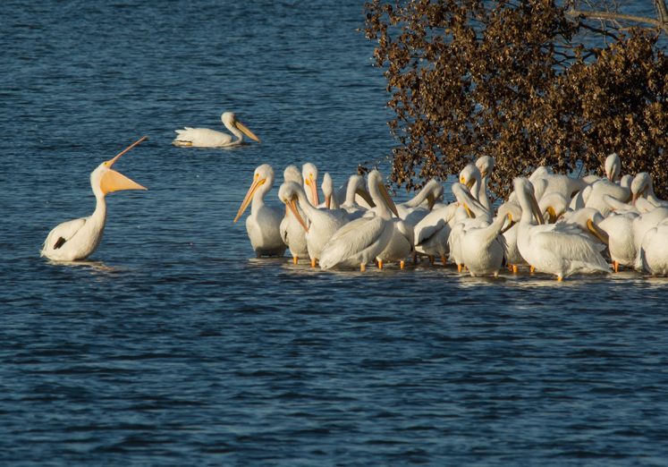 pelicans-d