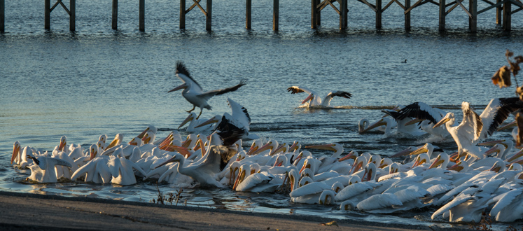 pelicans-f